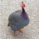 Guinea Fowl / Awo