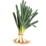 LEEK