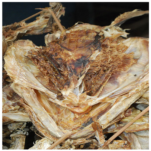 Stockfish/Oporoko (Head)