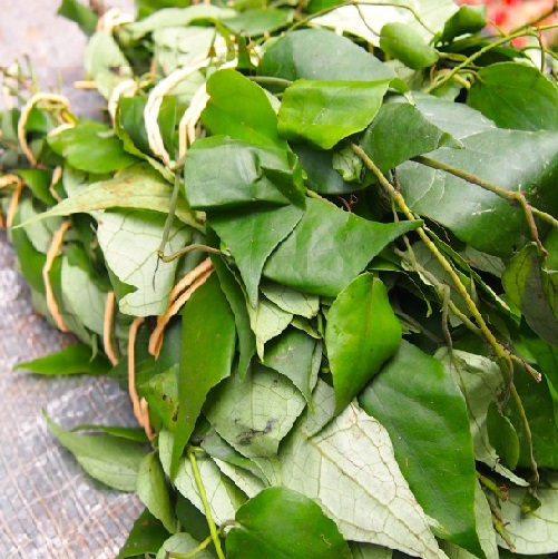 Uzazi Leaf