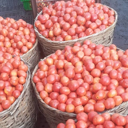 Tomatoes (Zaria/Jos)